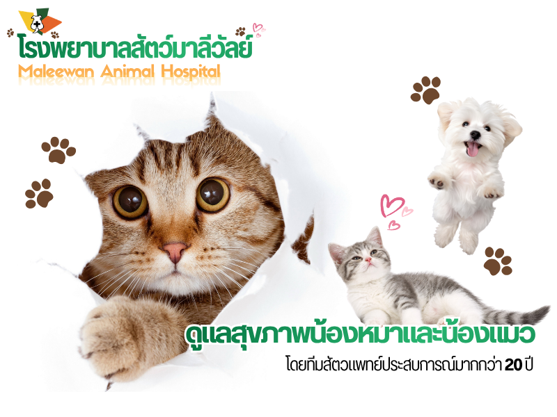 โรงพยาบาลสัตว์มาลีวัลย์
