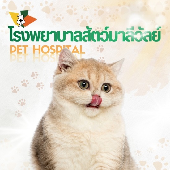 ฉีดวัคซีนแมว รังสิต คลองสอง - โรงพยาบาลสัตว์มาลีวัลย์ รังสิต คลองสอง