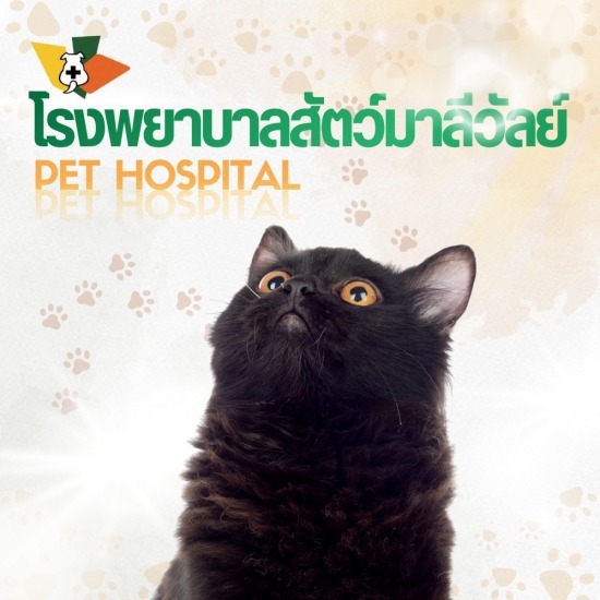 โรงพยาบาลสัตว์ ค่ารักษาถูก รังสิต - โรงพยาบาลสัตว์มาลีวัลย์ รังสิต คลองสอง